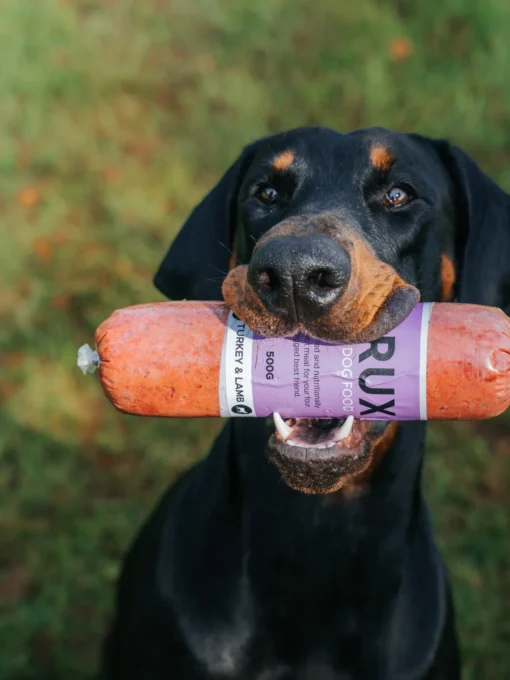 Doberman holding a raw dog food sausage